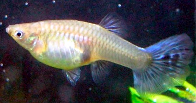 Poecilia reticulata_05.jpg